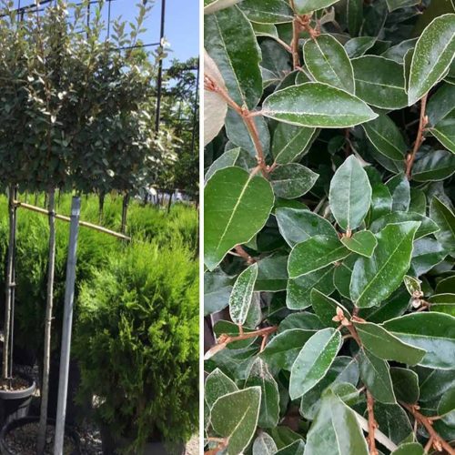 Elaeagnus x Ebbingei (Ebbing's Silverberry) – 3/4 Standard Espalier