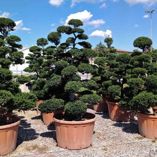 Ilex Crenata Kinme Japanese Style