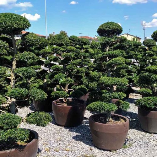 Ilex Crenata Kinme Japanese Style