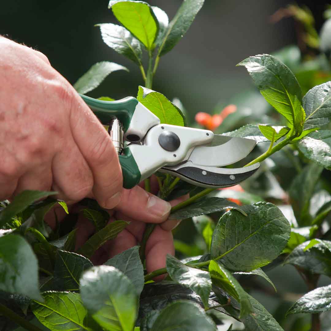 The Kew Gardens Collection Razorsharp Heavy Duty Bypass Secateurs - Image 3