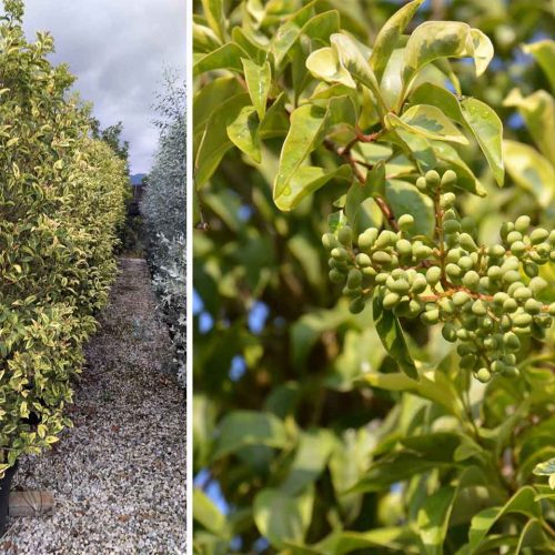 Ligustrum Japonicum 'Excelsum Superbum' (Japanese Privet 'Excelsum Superbum') - Shrub