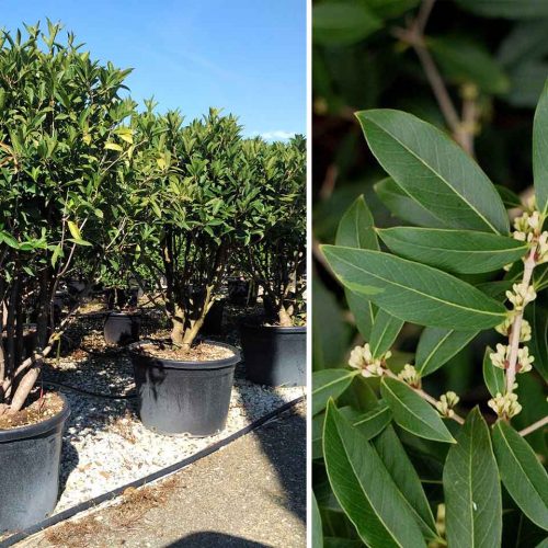 Holly Olive (Osmanthus Armatus) - Multi-Stem - Extra