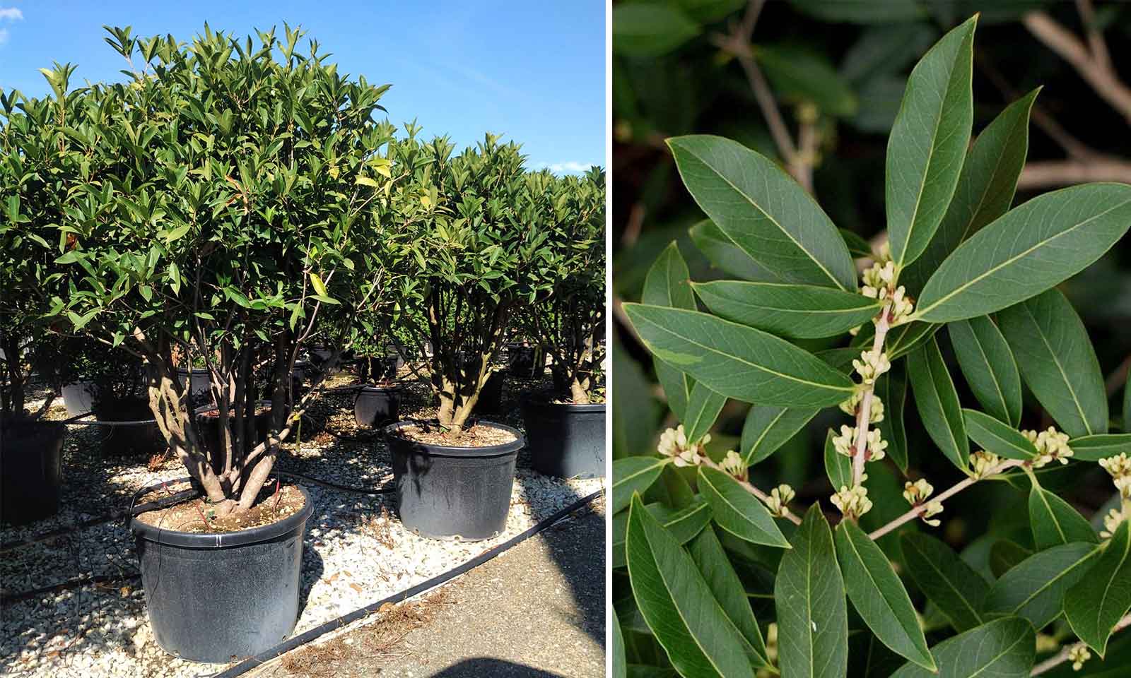 Osmanthus Armatus - Multi-Stem