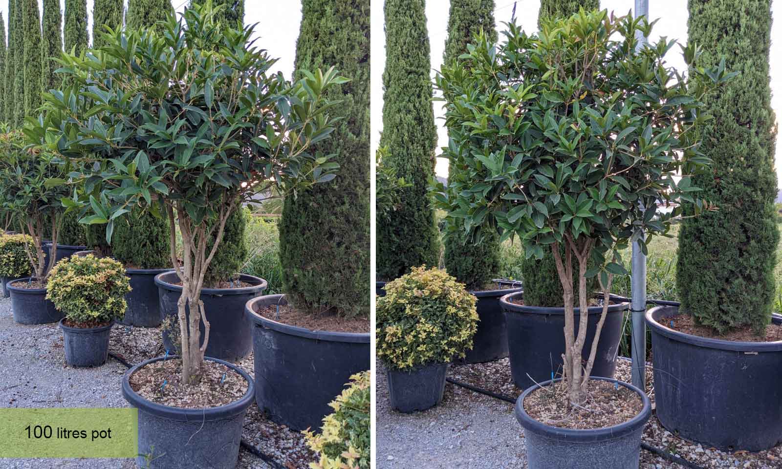 Holly Olive (Osmanthus Armatus) - Multi-Stem - Extra - Image 2