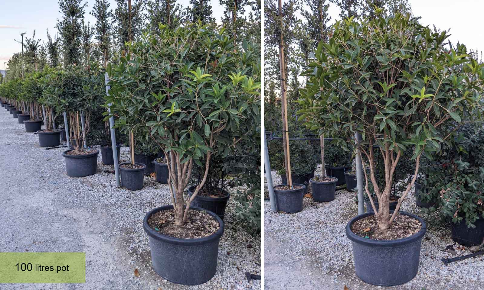 Holly Olive (Osmanthus Armatus) - Multi-Stem - Extra - Image 3
