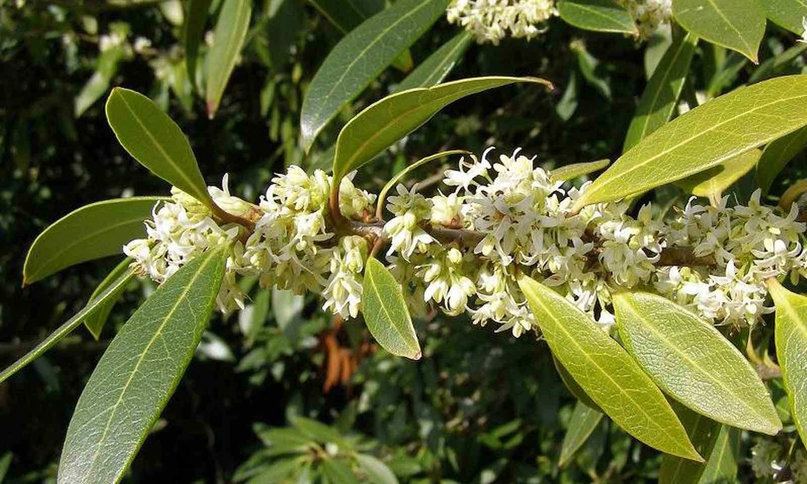 Holly Olive (Osmanthus Armatus) - Multi-Stem - Extra - Image 5