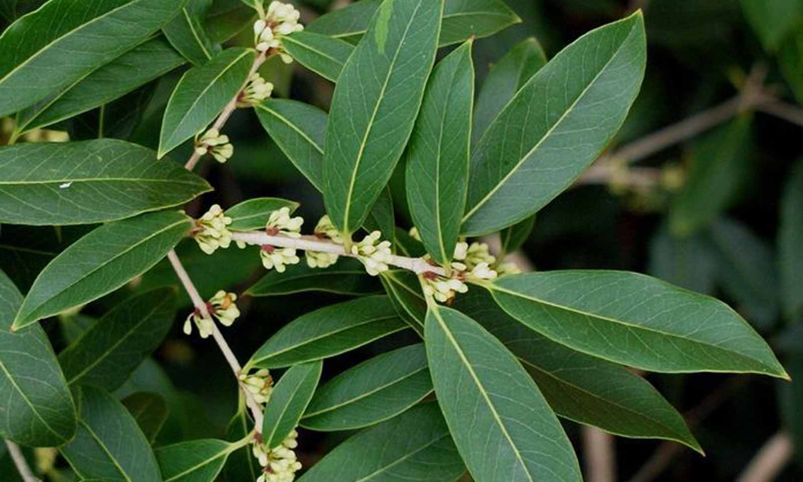 Holly Olive (Osmanthus Armatus) - Multi-Stem - Extra - Image 6