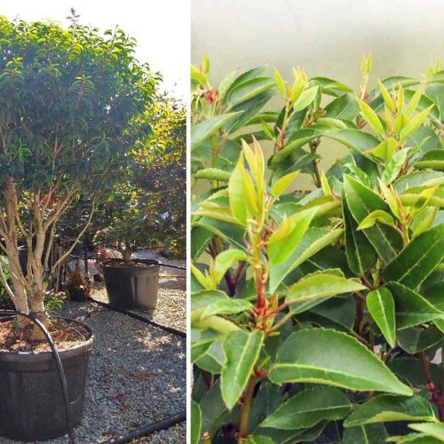 Portuguese Laurel Cherry (Prunus Lusitanica Angustifolia) - Multi-Stem - Extra