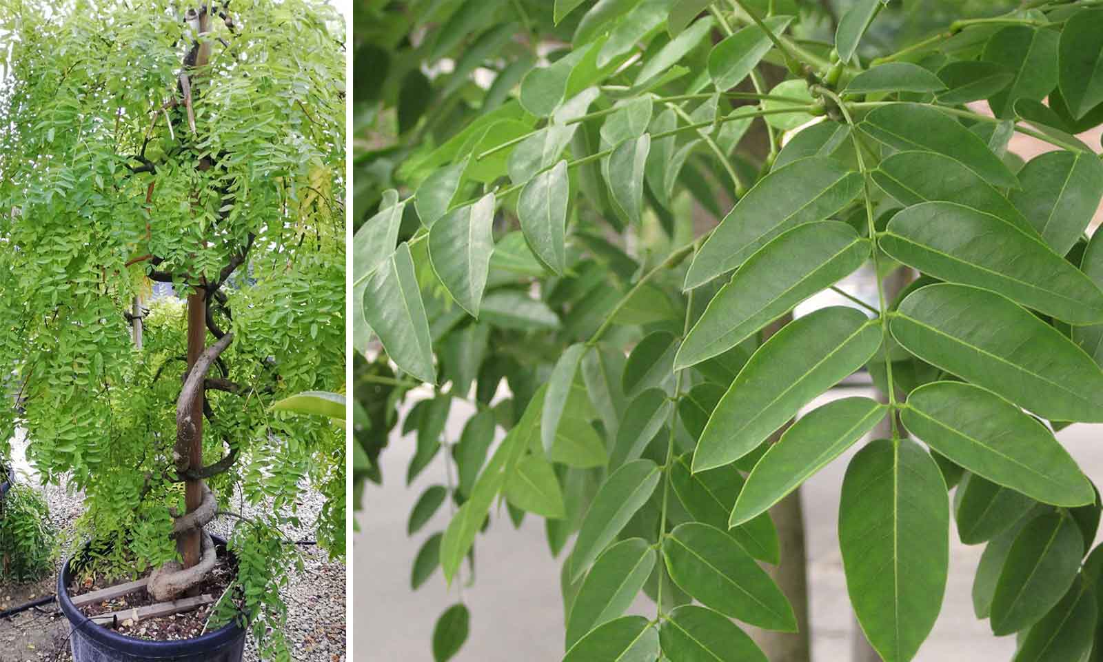 Sophora Japonica - Twisted