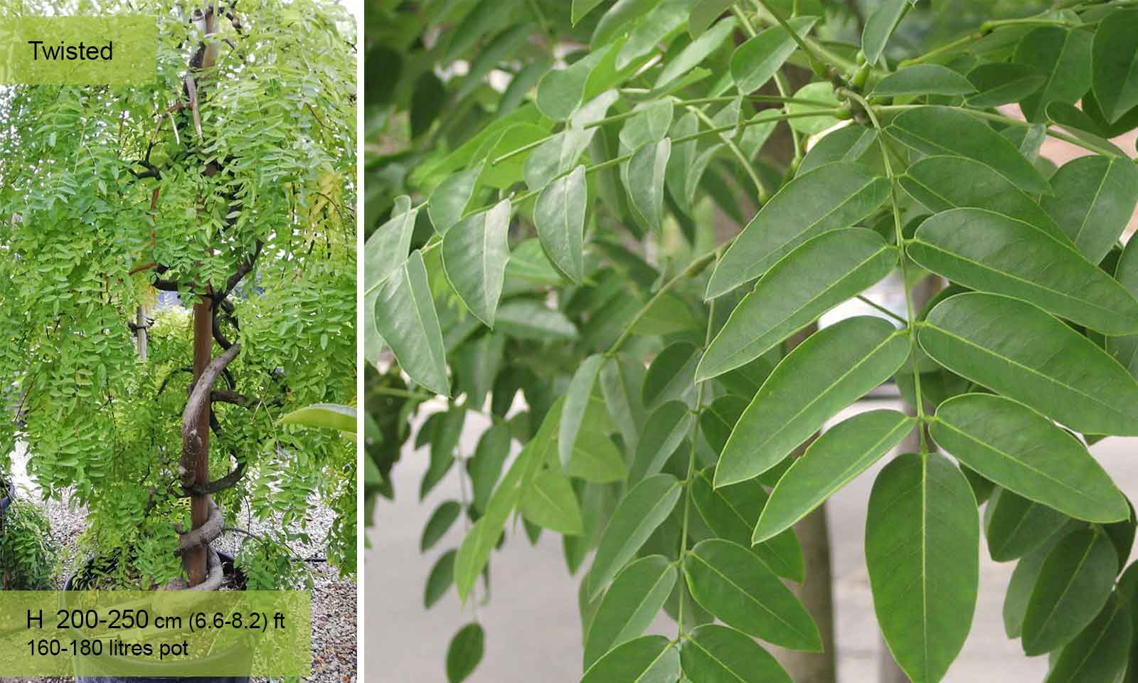 Sophora Japonica (Japanese Pagoda Tree) - Twisted - Extra - Image 2