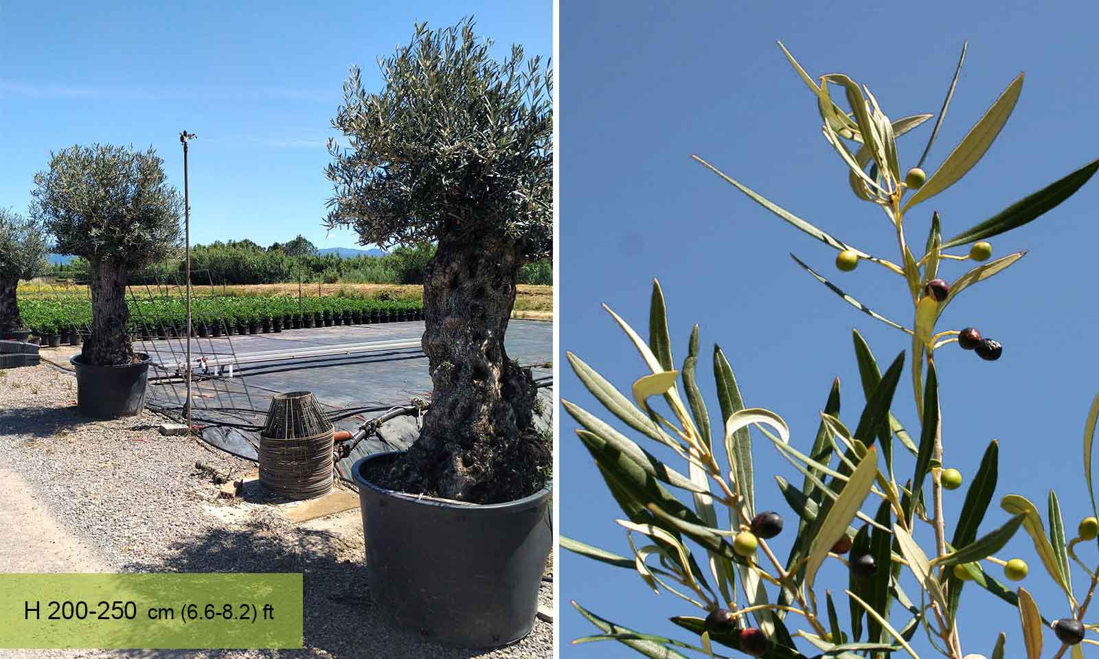 Common Olive Tree (Olea Europea) - Extra - Image 2