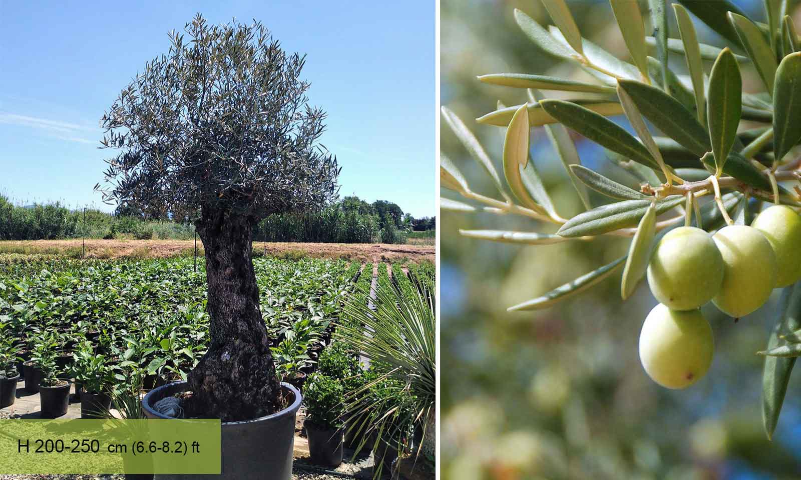 Common Olive Tree (Olea Europea) - Extra - Image 3