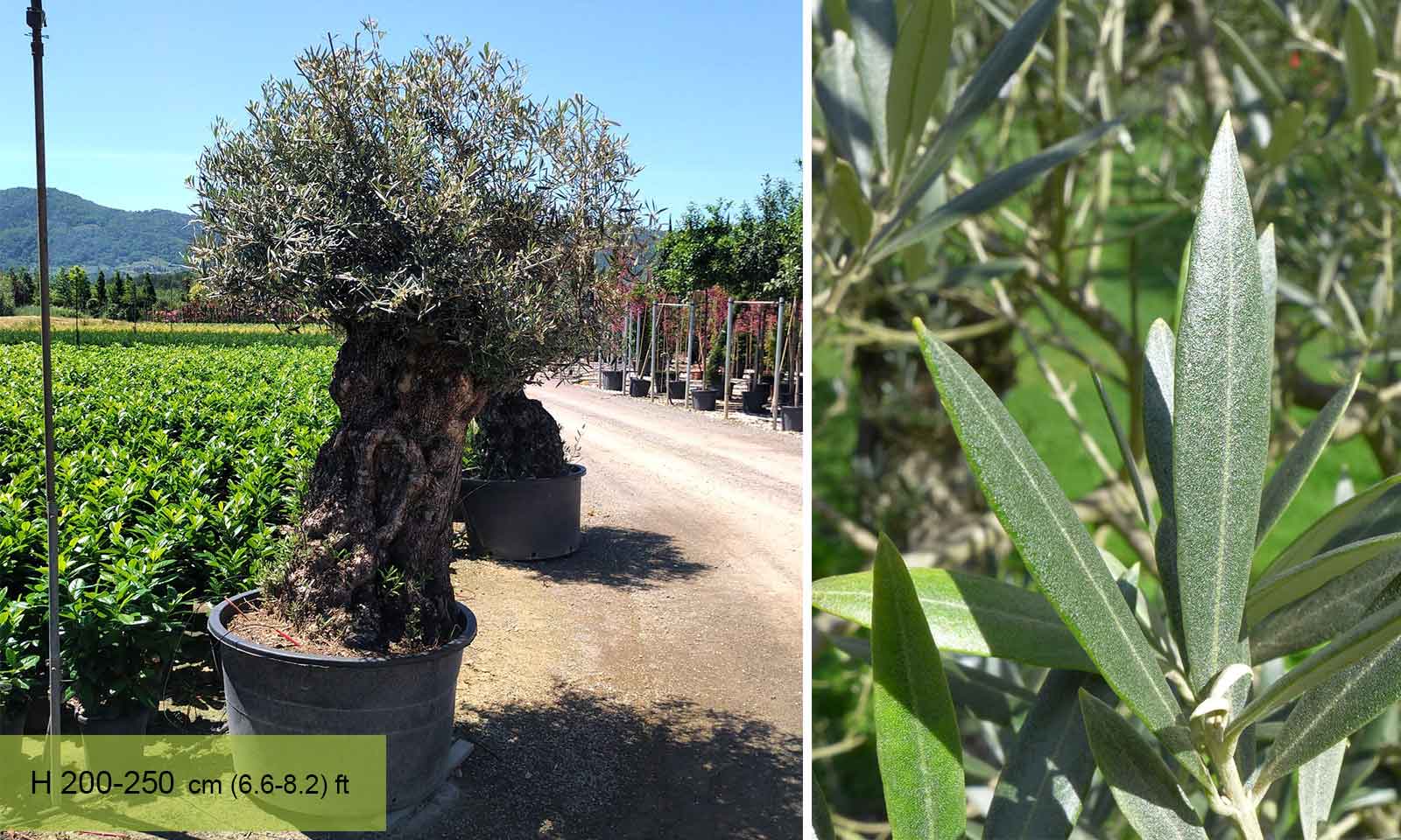 Common Olive Tree (Olea Europea) - Extra - Image 4