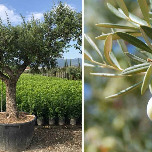 Common Olive Tree (Olea Europea 'Ramificato') - Extra