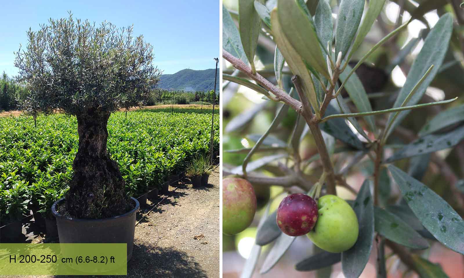 Common Olive Tree (Olea Europea) - Extra - Image 5