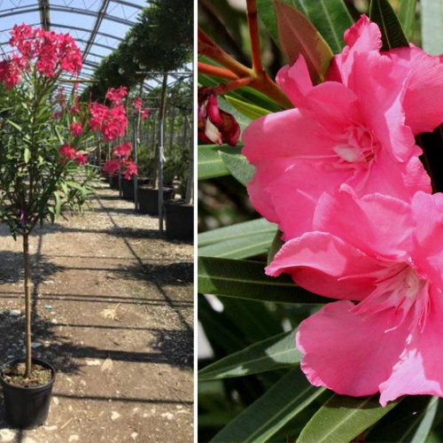 Nerium Oleander (East Indian Oleander) - Half Standard