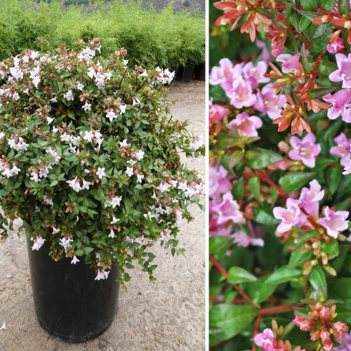 Abelia Grandiflora 'Edward Goucher' - Shrub