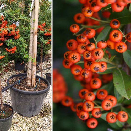 Pyracantha Navajo Firethorn (Indian Firethorn) – Half-Standard