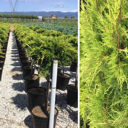 Juniperus x Media ‘Old Gold’ (Juniper ‘Old Gold’) – Half-Standard