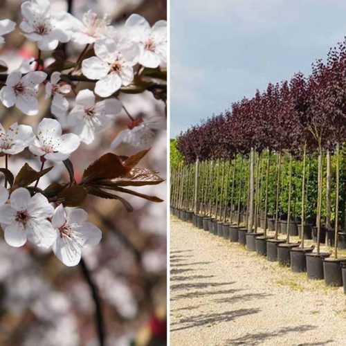 Cherry Plum 'Pissardii' (Prunus Cerasifera 'Pissardii') - Standard