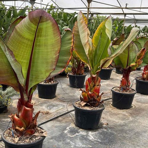 Musa Ensete ‘Santa Morelli’ (Ethiopian Black Banana)