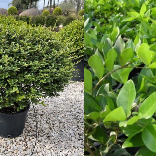 Ligustrum Jonandrum (Delavay Privet) - Ball