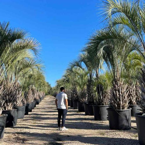 Butia Capitata (Jelly Palm) - Extra