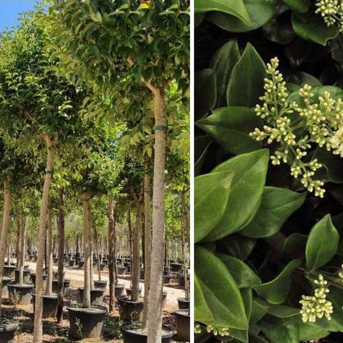Ligustrum Japonicum (Japanese Privet) – Standard - Extra