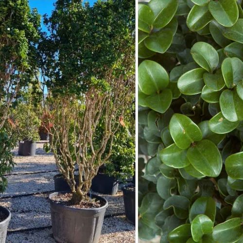 Ligustrum Japonicum 'Rotundifolium' (Japanese Privet) – Multi-Stem - Extra