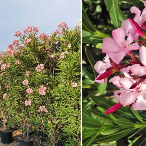 Nerium Oleander (East Indian Oleander) – Shrub - Extra