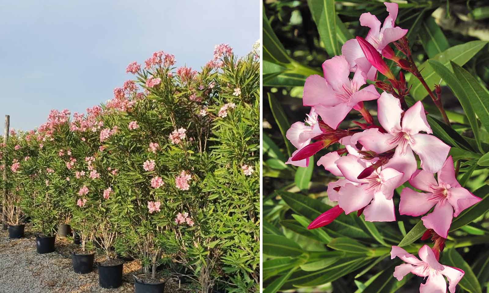 Nerium Oleander (East Indian Oleander) – Shrub - Extra