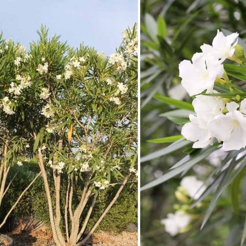 Nerium Oleander (East Indian Oleander) – Multi-Stem - Extra