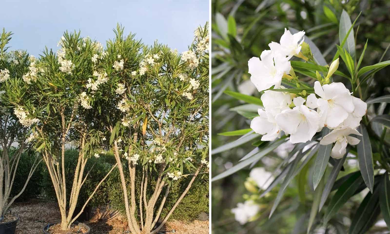 Nerium Oleander (East Indian Oleander) – Multi-Stem - Extra