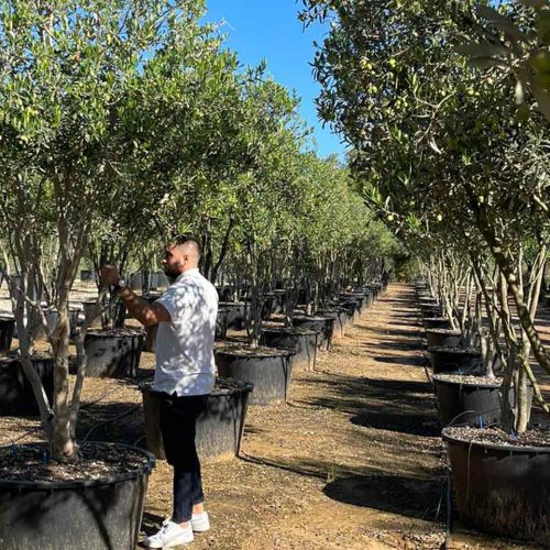 Common Olive Tree (Olea Europea) – Multi-Stem - Extra