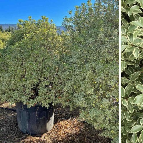 Pittosporum Tenuifolium 'Variegatum' (Silver Queen) - Shrub – Extra