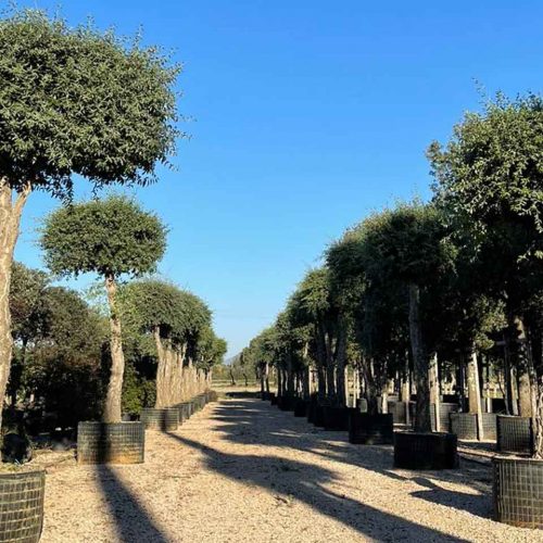 Quercus S. Suber (Cork Oak) - Standard Extra