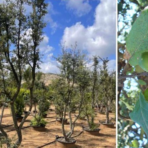 Quercus S. Suber (Cork Oak) - Multi-Stem - Extra
