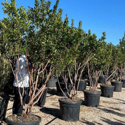 Arbutus Unedo (Strawberry Tree) - Multi-Stem - Extra
