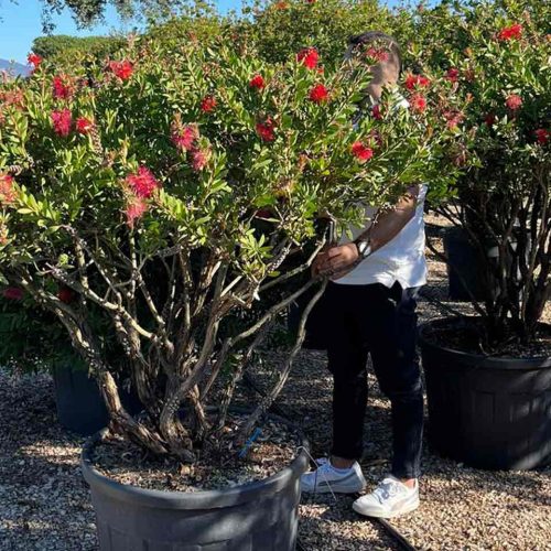 Callistemon Laevis (Bottlebrush) - Milti-Stem - Extra