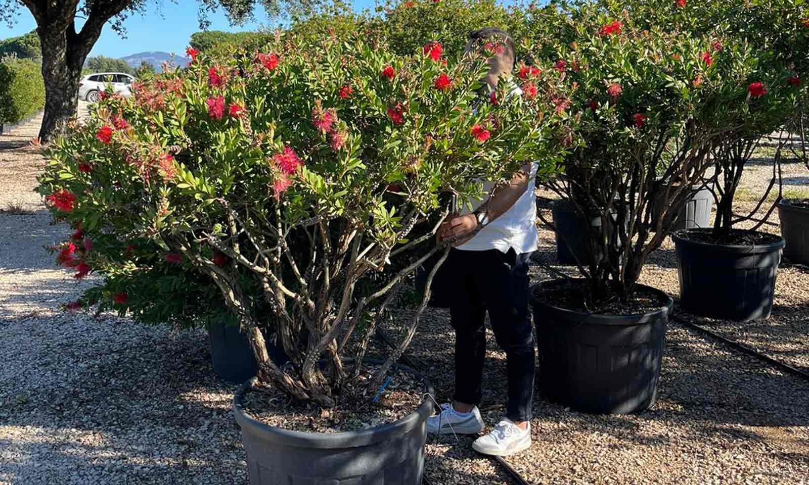 Callistemon Laevis (Bottlebrush) - Milti-Stem - Extra