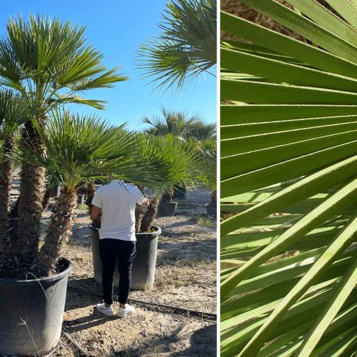 Chamaerops Humilis (Mediterranean Fan Palm) - Multi-Stem - Extra