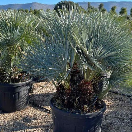 Chamaerops Humilis Cerifera (Blue Mediterranean Fan Palm) - Multi-Stem - Extra