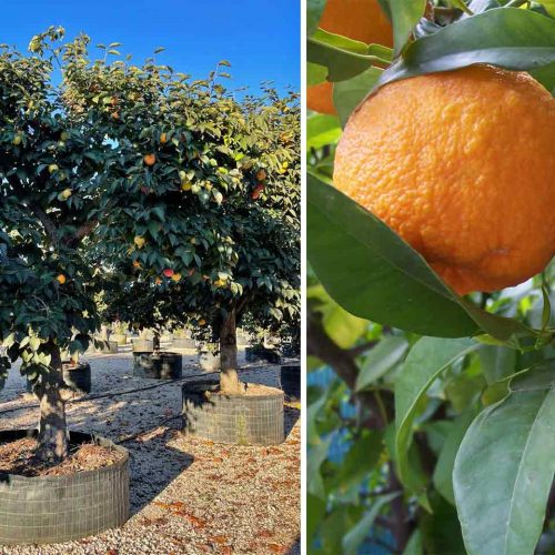 Citrus Aurantium (Bitter Orange) - Half-Standard - Extra