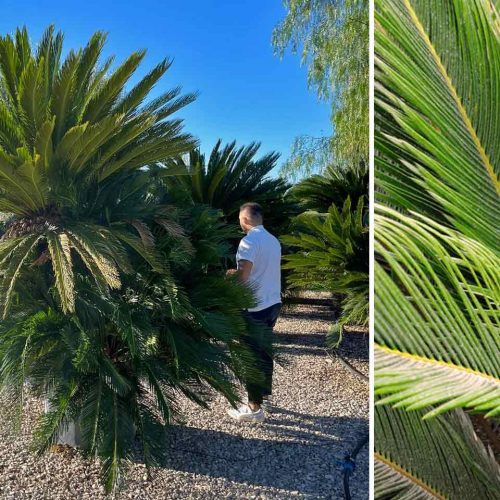Cycas Revoluta (Sago Palm / Cycad) - Extra