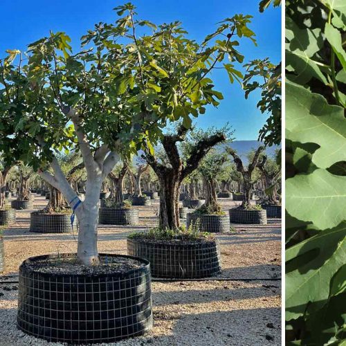 Ficus Carica (Edible Common Fig Tree) – Half Standard - Extra