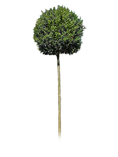 3/4 Standard Screening Trees