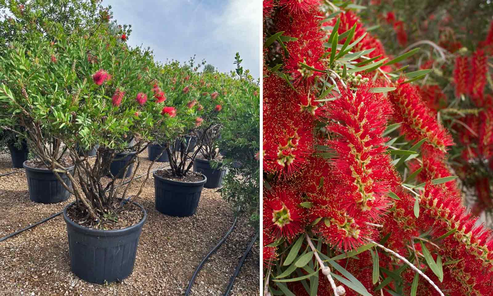 Callistemon Laevis (Bottlebrush) - Milti-Stem - Extra - Image 3