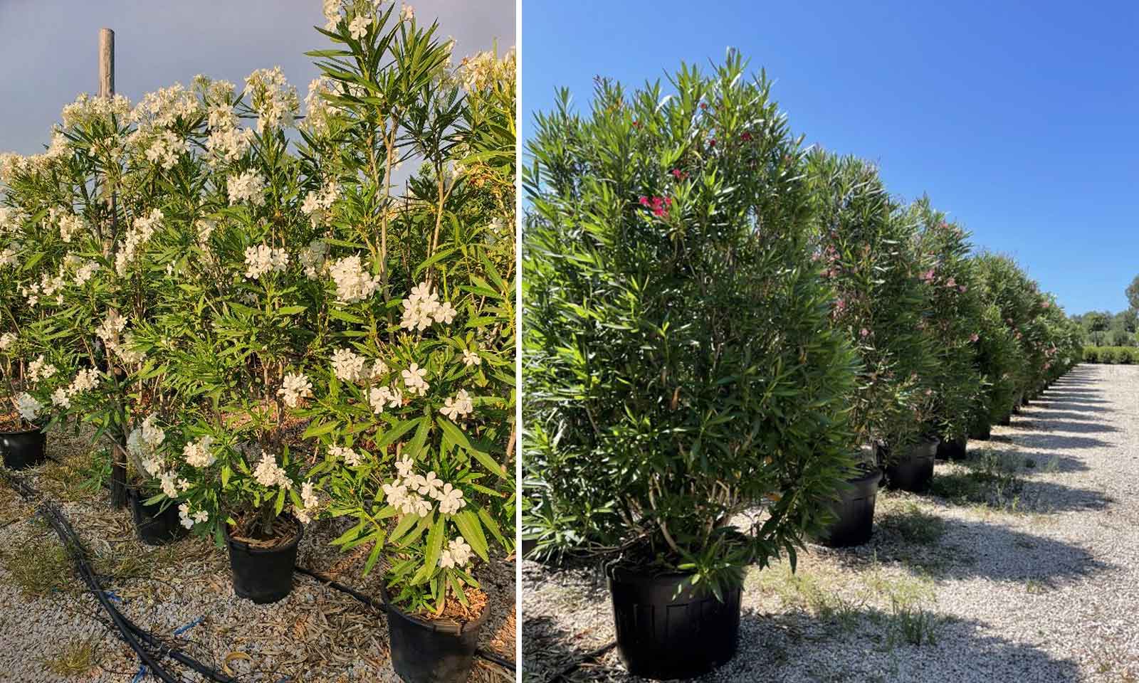 Nerium Oleander (East Indian Oleander) – Shrub - Extra - Image 2