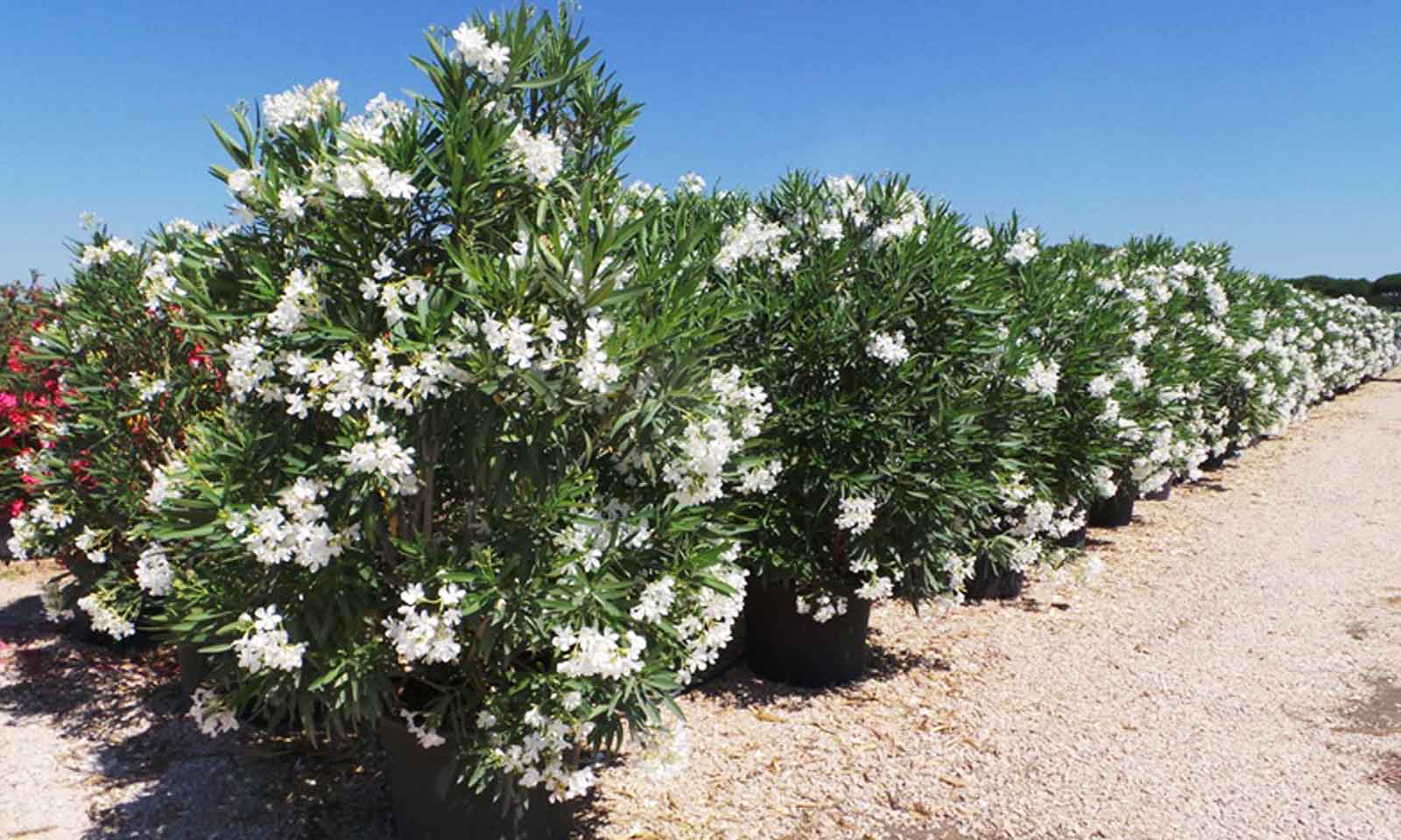 Nerium Oleander (East Indian Oleander) – Shrub - Extra - Image 3