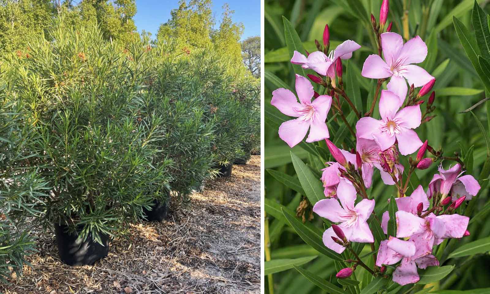 Nerium Oleander (East Indian Oleander) – Shrub - Extra - Image 4
